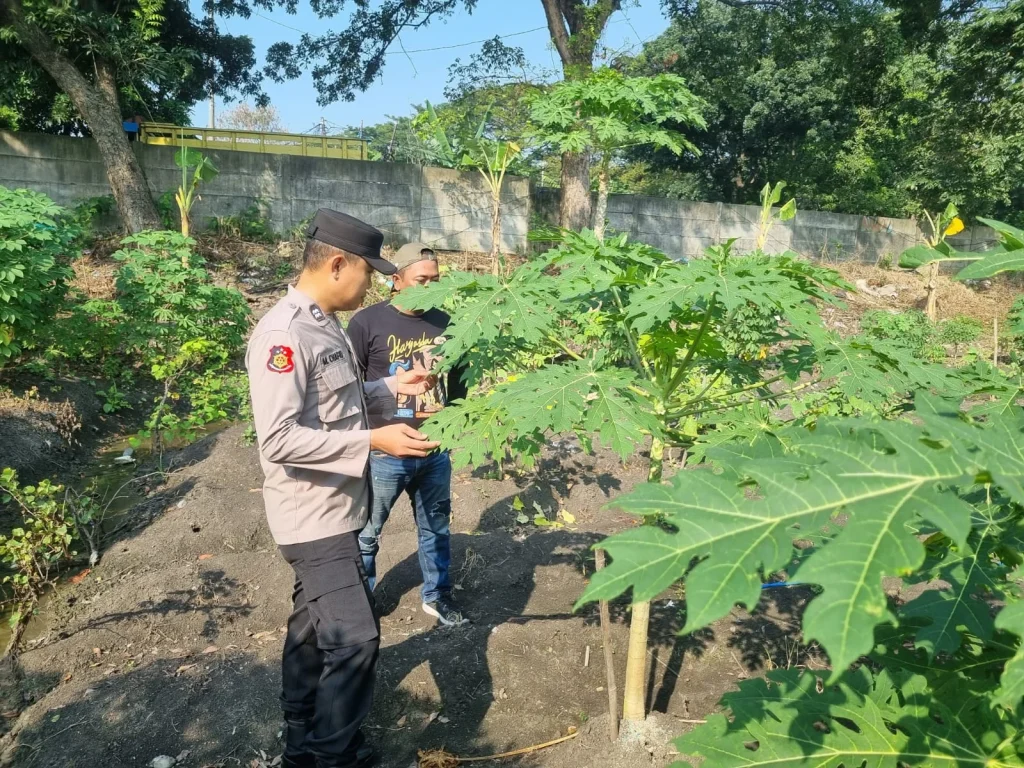 Polsek Keritang Kawal Ketahanan Pangan dengan Mengawasi Perkembangan Bank Pohon