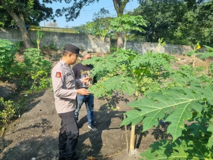 Polsek Keritang Kawal Ketahanan Pangan dengan Mengawasi Perkembangan Bank Pohon
