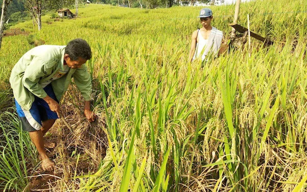 Popsi Minta PT DSI Fokus pada Administratif dan Pencatatan untuk Lindungi Petani