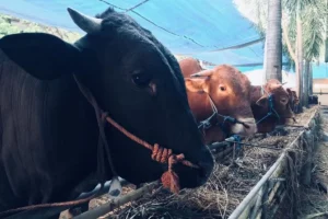 Presiden Prabowo Donasikan 18 Sapi Kurban untuk Sulawesi Tenggara
