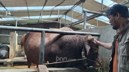 Presiden Prabowo Pilih Bison untuk Kurban di Balikpapan, Bobotnya Jumbo