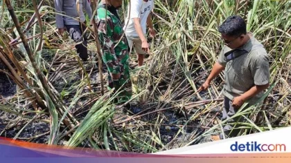 Pria di Blitar Ditemukan Tewas di Ladang Tebu Terbakar