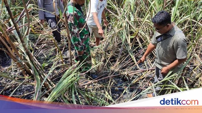 Pria di Blitar Ditemukan Tewas di Ladang Tebu Terbakar