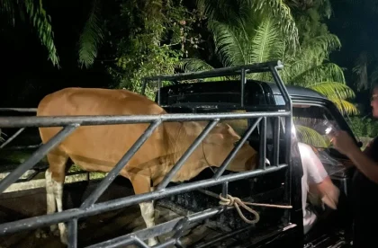 Pria di Bulukumba Curi Sapi, Uangnya Dipakai Pijat yang Mewah
