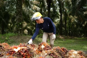 Produksi CPO Stagnan, PalmCo Genjot Transformasi Kebun Rakyat