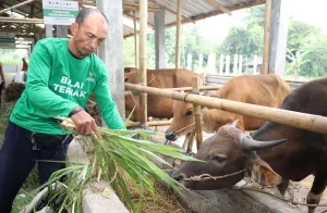 Program Kurban Berkah Berdayakan Desa Perluas Manfaat hingga Pelosok Indonesia