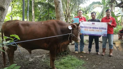 PT JIEP Salurkan 34 Ekor Sapi Kurban ke Masyarakat pada Idul Adha