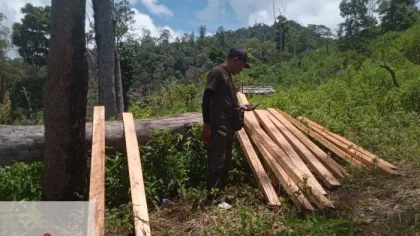 Puluhan Pohon di Hutan Lindung Sulteng Tumbang dalam 3 Hari, Dua Penebang Liar Ditangkap