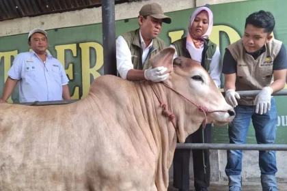 Puluhan Ribu Hewan Kurban di Depok Dinyatakan Sehat dan Layak Disembelih