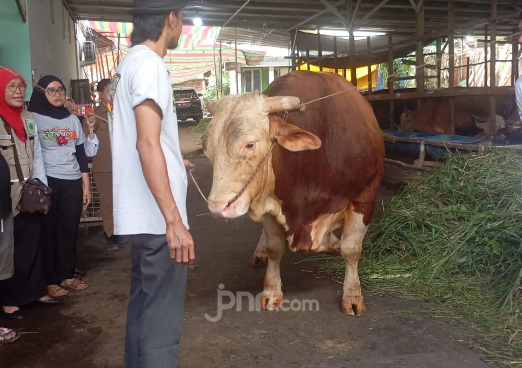 Sapi Arjuna Berbobot 1,18 Ton Dipilih Jadi Hewan Kurban Prabowo untuk Masyarakat Sumsel