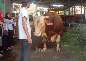 Sapi Arjuna Berbobot 1,18 Ton Dipilih Jadi Hewan Kurban Prabowo untuk Masyarakat Sumsel