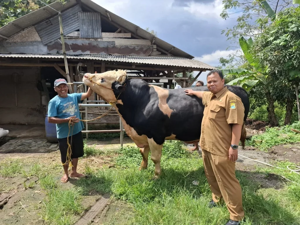 Sapi 'Diego' Milik Peternak Temanggung Dibeli Presiden Prabowo untuk Kurban Iduladha