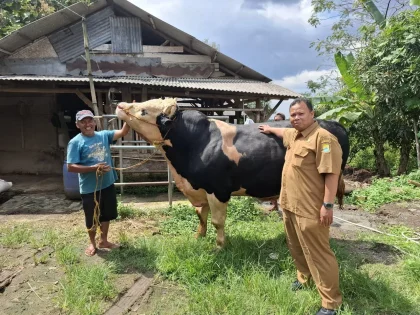 Sapi 'Diego' Milik Peternak Temanggung Dibeli Presiden Prabowo untuk Kurban Iduladha