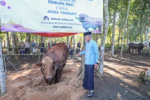 Sapi Kurban Presiden Dibeli dari Peternak Lokal untuk Meningkatkan Kualitas Produk Dalam Negeri