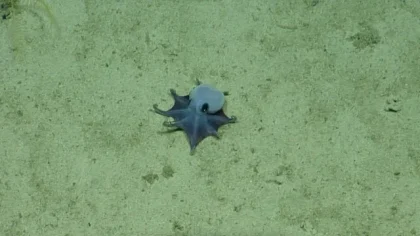 Spesies Baru Gurita Biru Mini Ditemukan di Laut Galapagos