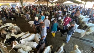 Stok Hewan Kurban Nasional Surplus, Ketersediaan 3,2 Juta Ekor