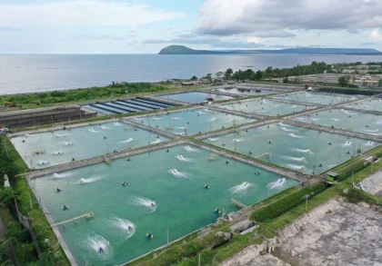 Tambak Udang dan Laut yang Mulai Lelah
