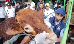 Tangsel Perketat Pengawasan Hewan Kurban Sebelum Iduladha