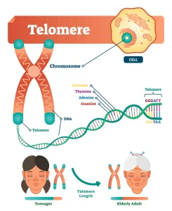 Telomer: Molekul Penjaga Usia Biologis yang Mengungkap Rahasia Penuaan Sel