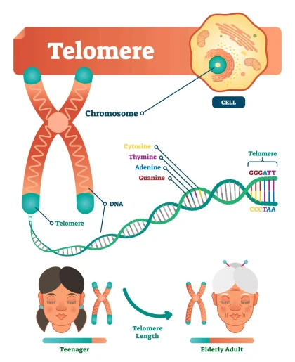 Telomer: Molekul Penjaga Usia Biologis yang Mengungkap Rahasia Penuaan Sel