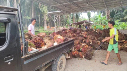 Wamentan Apresiasi Pabrik Kelapa Sawit yang Beli TBS Petani Sesuai Harga Pemerintah