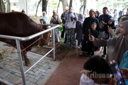 Warga Antusias Saksikan Sapi Kurban Presiden-Wakil Presiden di Masjid Istiqlal