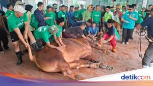 Warga Ramai Lihat Sapi Kurban Prabowo-Gibran di Masjid Istiqlal