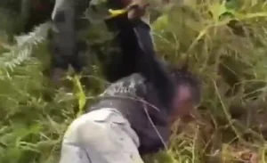 Anggota KKB Papua yang Tembaki Mobil Marinir Ditangkap