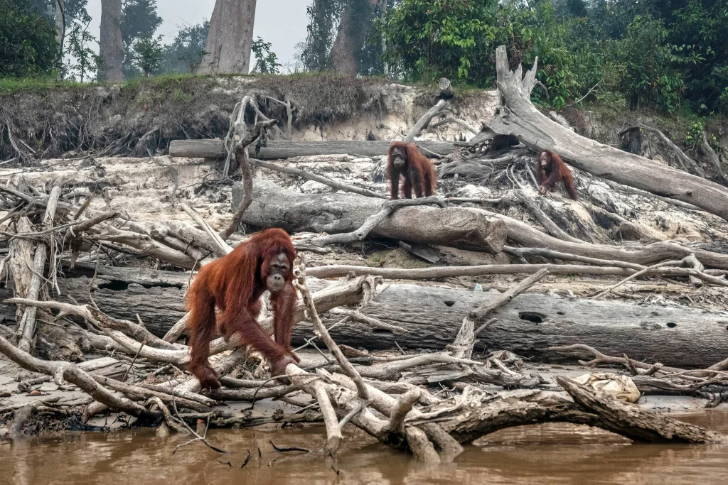 Badai yang Dipicu Perubahan Iklim Menghancurkan Orangutan Terlangka di Dunia