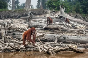 Badai yang Dipicu Perubahan Iklim Menghancurkan Orangutan Terlangka di Dunia