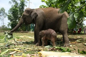 Bayi Gajah Sumatera Langka Lahir di Kawasan Konservasi Riau
