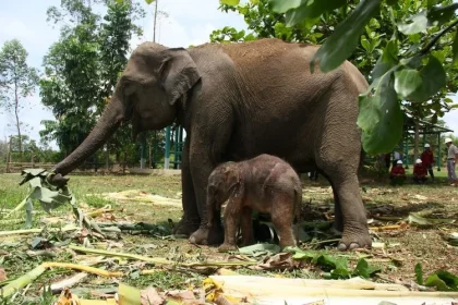 Bayi Gajah Sumatera Langka Lahir di Kawasan Konservasi Riau