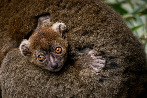 Bayi Lemur Bambu Besar Lahir di Prancis, Status Sangat Terancam Punah
