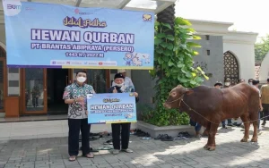 Brantas Abipraya Berbagi Kebahagiaan dengan Menyalurkan 210 Hewan Kurban