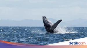 Dua Paus Bungkuk Pecahkan Rekor Migrasi dengan Berenang Sejauh 14.500 Kilometer