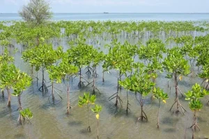 Gembok Pesisir dengan Restorasi Mangrove, AHY Berharap Meningkatkan Keselamatan Sementara Mengurangi Dampak Perubahan Iklim
