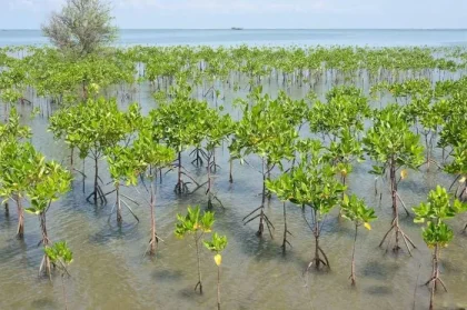 Gembok Pesisir dengan Restorasi Mangrove, AHY Berharap Meningkatkan Keselamatan Sementara Mengurangi Dampak Perubahan Iklim