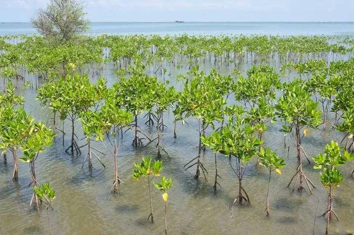 Gembok Pesisir dengan Restorasi Mangrove, AHY Berharap Meningkatkan Keselamatan Sementara Mengurangi Dampak Perubahan Iklim