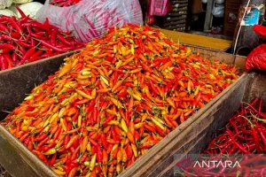 Harga Pangan Hari Ini: Cabai Rawit Mencapai Rp83.550 per Kg, Telur Ayam Tetap Mahal