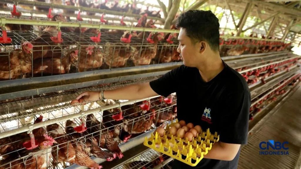 Harga Telur di Peternak Terjun Bebas: Apa yang Terjadi?