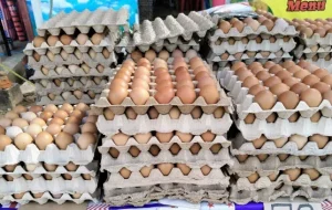 Harga Telur Turun Drastis, Peternak Minta Penyerapan Maksimal