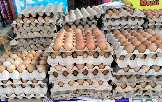Harga Telur Turun Drastis, Peternak Minta Penyerapan Maksimal