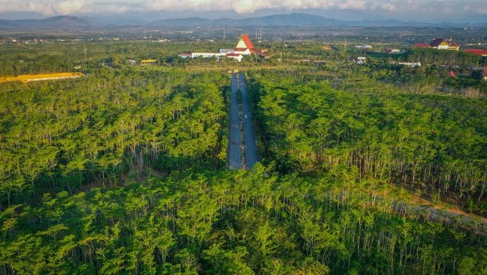 Indonesia dan Norwegia Luncurkan Proyek Restorasi Hutan di Kalimantan Selatan