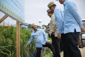 Indonesia menjadi produsen beras terbesar keempat dunia menurut FAO