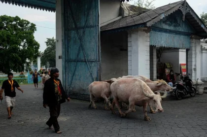 Jadwal Kirab Kebo Bule Kyai Slamet 2026: Rute dan Susunan Acara