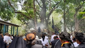 Jokowi Jalani Ritual Injak Kepala Kerbau di Kedaton Keagungan