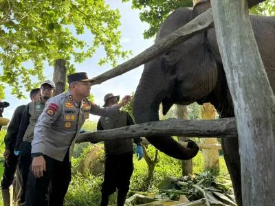 Kapolda Riau Beri Nama Anak Gajah Tesso Nilo 'Nona Seroja' Sebagai Simbol Harapan Konservasi