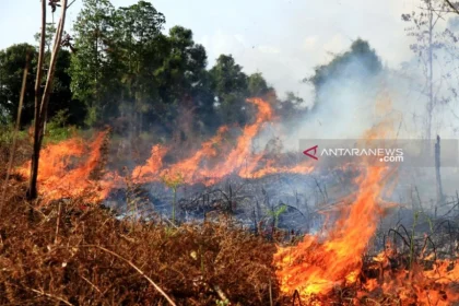 Kebakaran Hutan di Aceh Hanguskan 90 Hektare Lahan