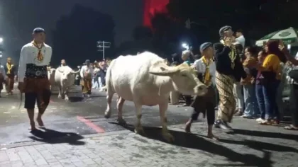 Keraton Solo Gelar Kirab Malam 1 Suro dengan 14 Pusaka dan 3 Kebo Bule
