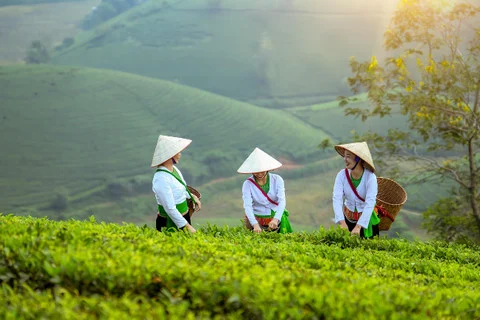 Ketahanan Pangan Indonesia Terancam Jika Petani Perempuan Masih Tersisih